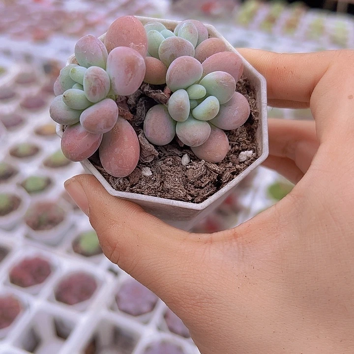 鱼子酱带盆多肉植物