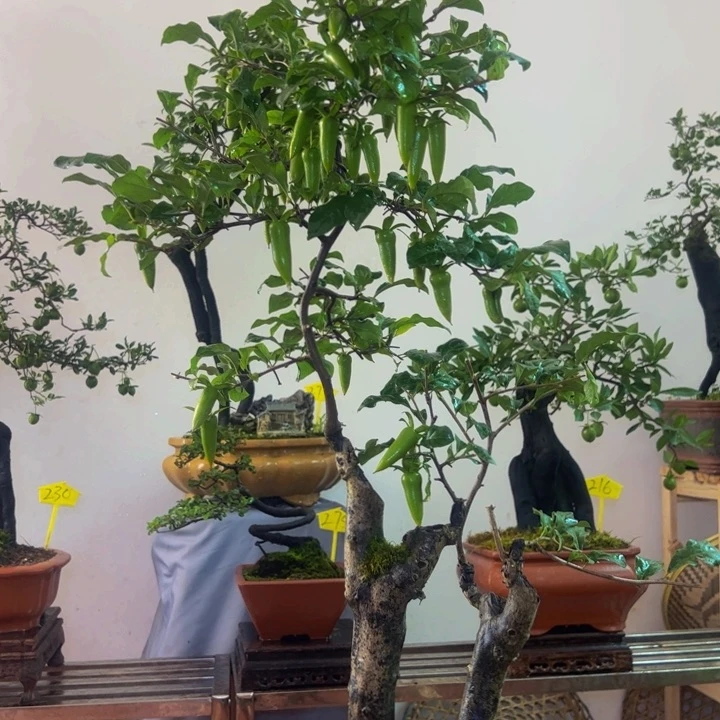 完全开放金弹子盆景一物一拍