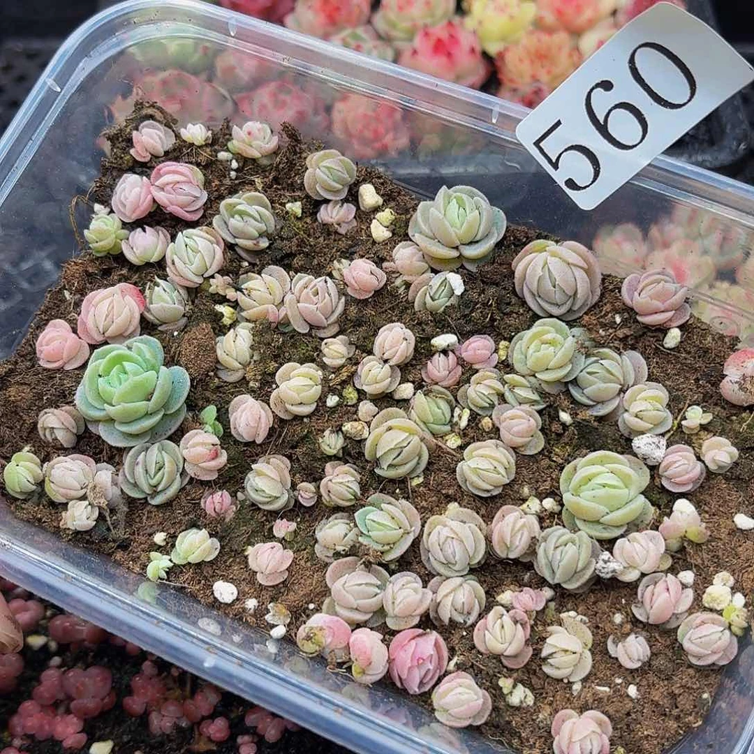 多肉植物多肉植物560