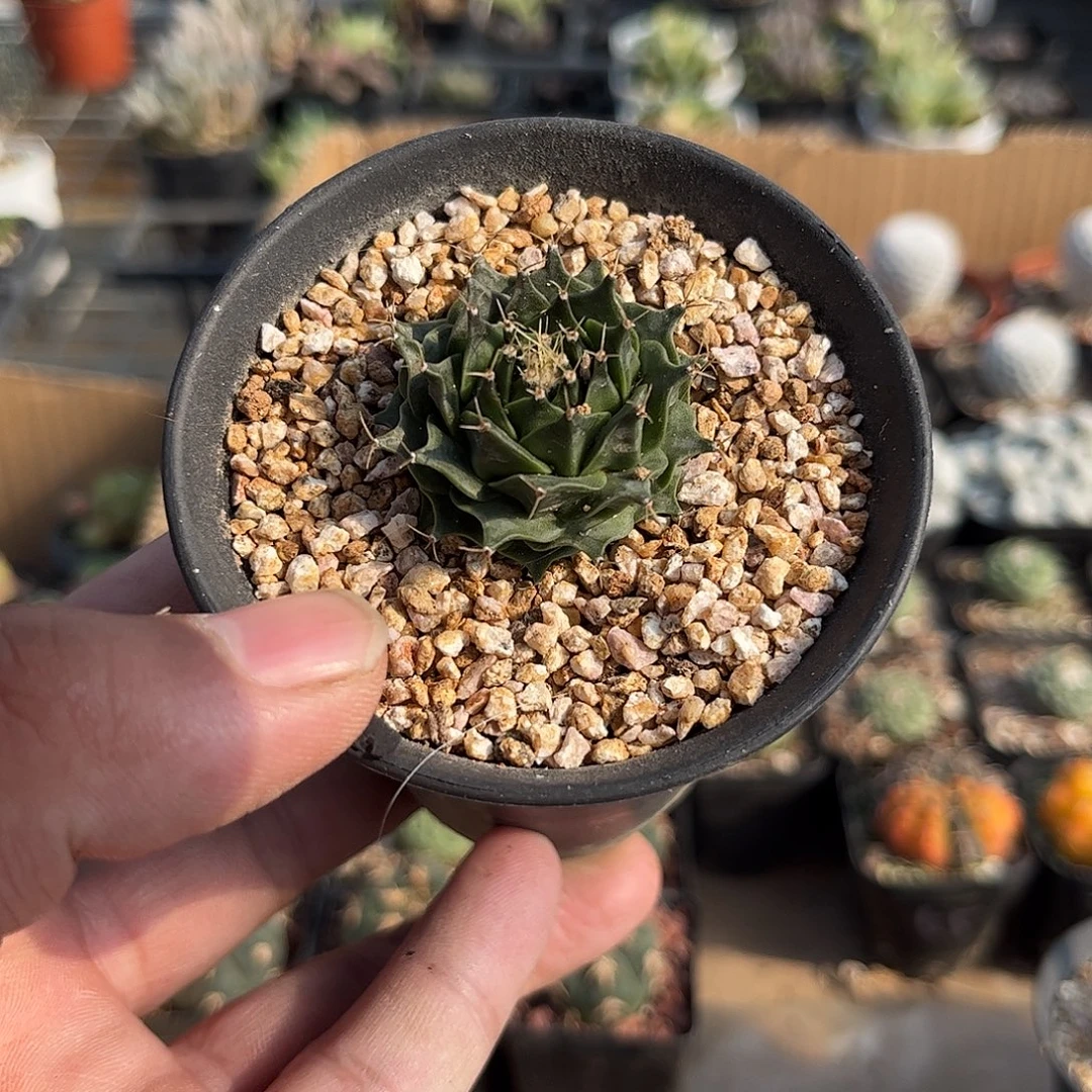 帝冠单头发货单头发