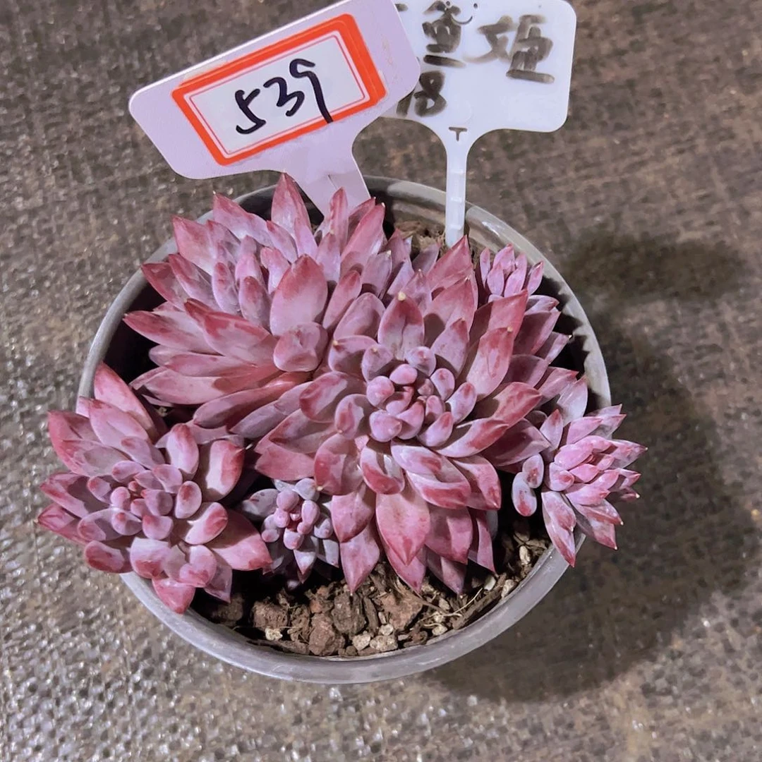 ?****?539金鱼姬38元元元