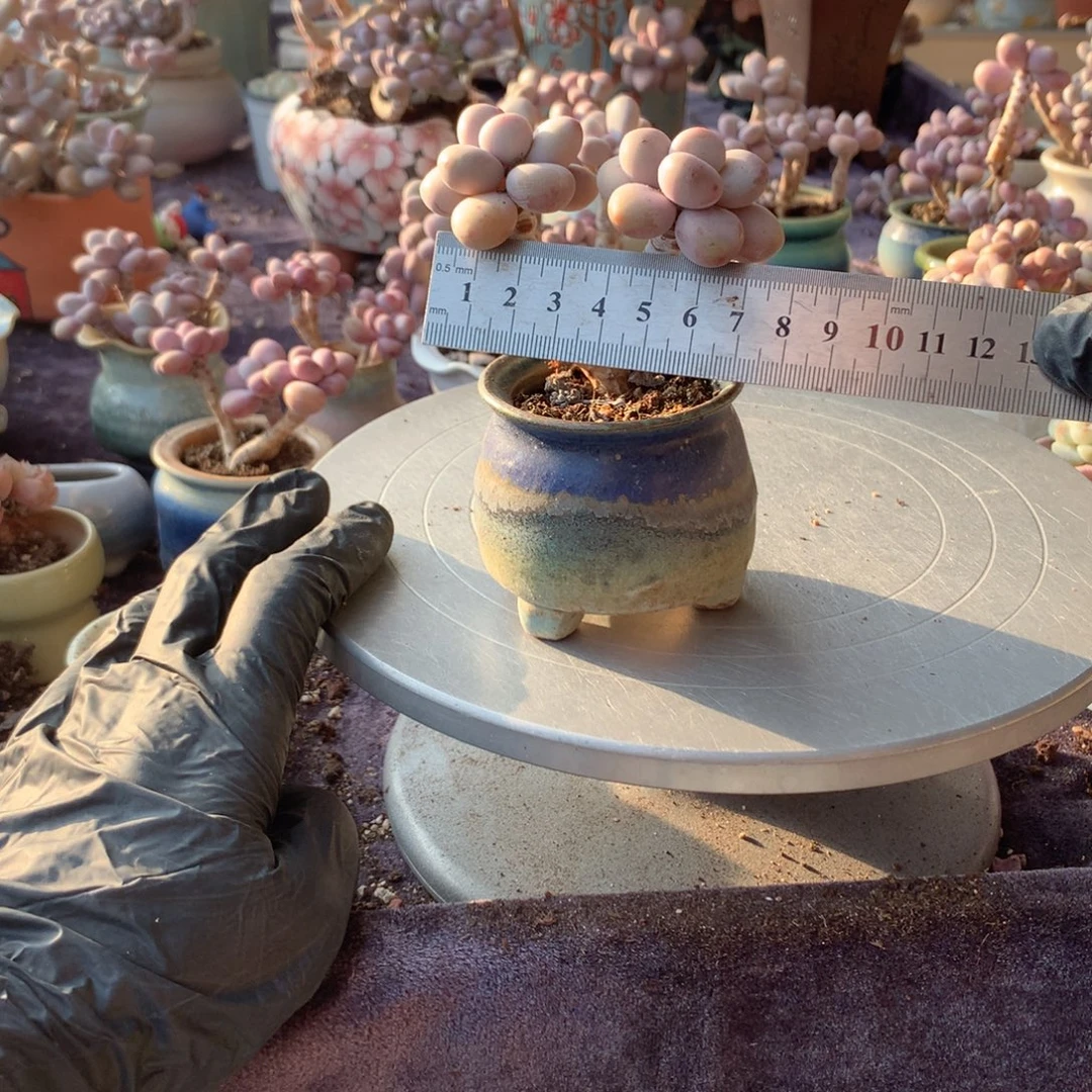 26号桃蛋带盆偏远卡不包邮的