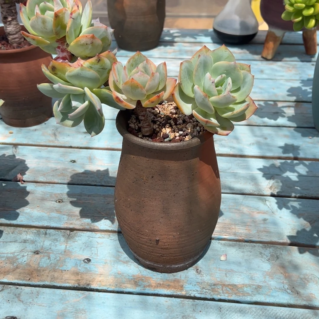 Y***Y白凤多肉植物脱土