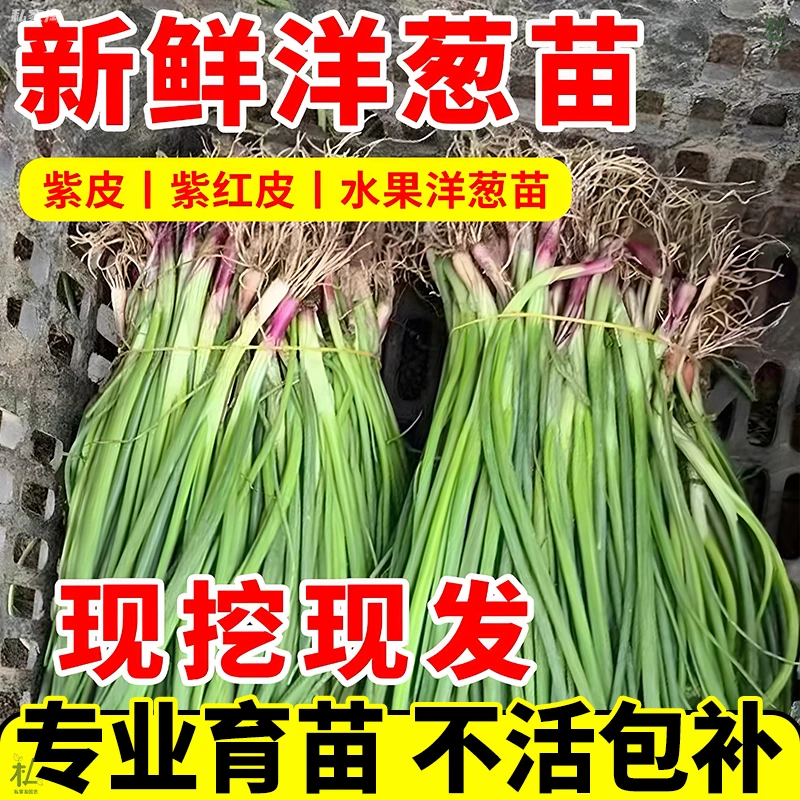 【基地直发】山东紫皮洋葱秧苗带根种植新鲜高产水果型洋葱苗