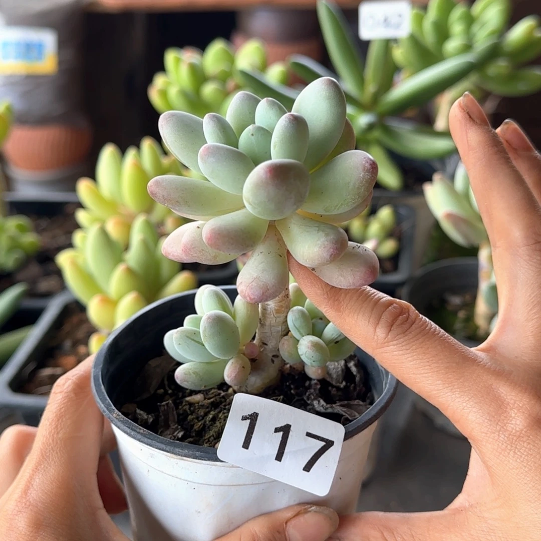 117号 一物一拍 一物一拍