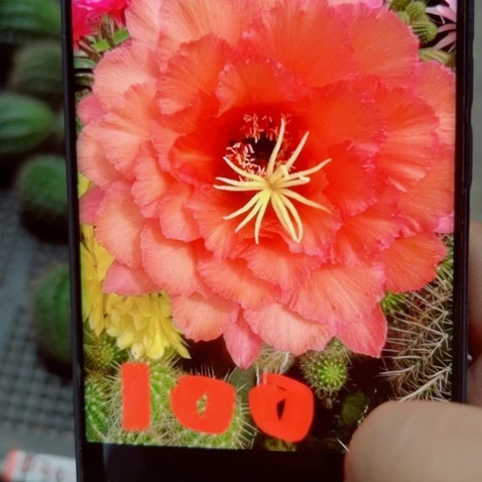 下38毛100歪无根侧芽5公分左右20包邮