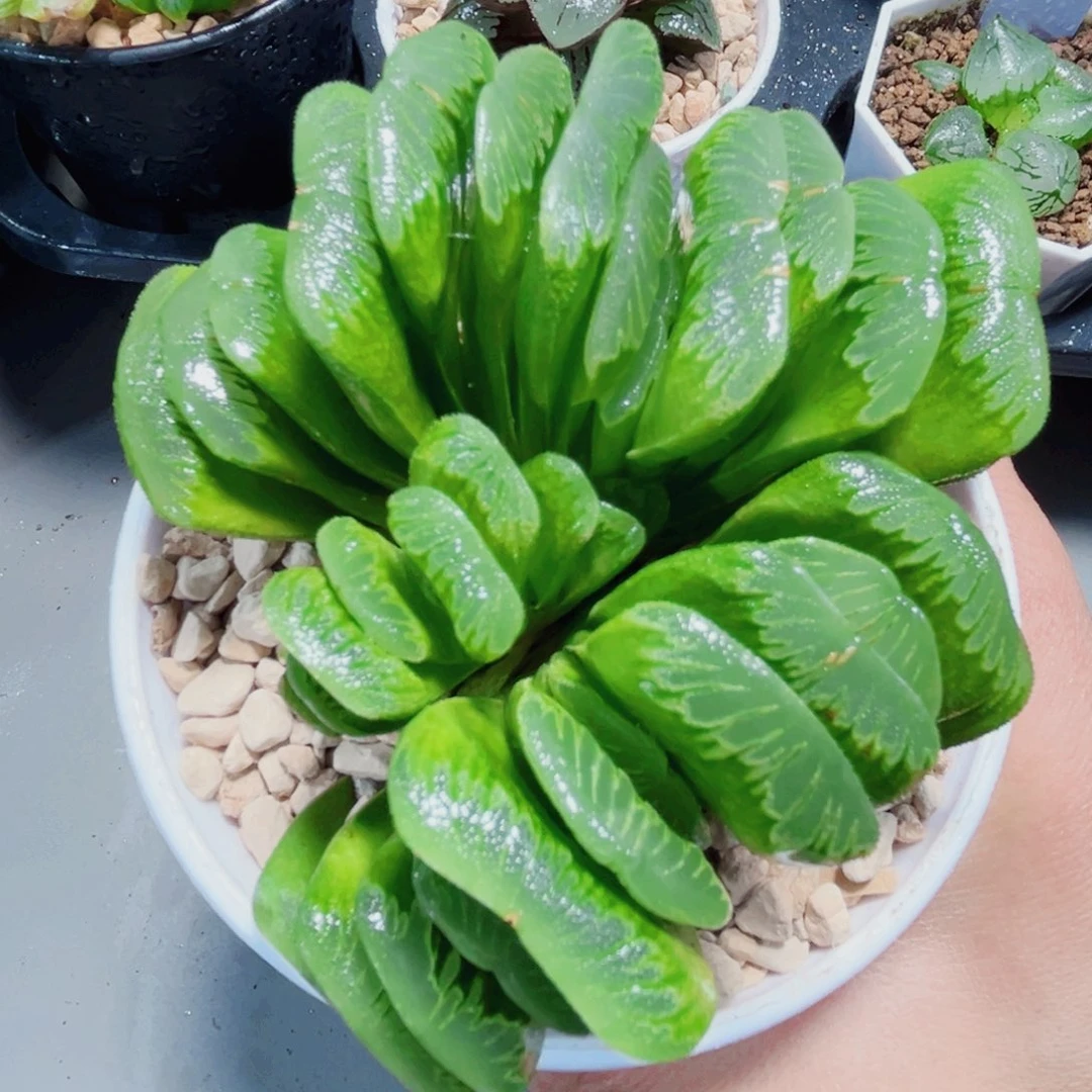 翡翠大绿扇多肉植物