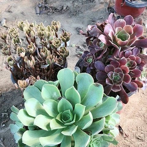 3棵玫瑰玫瑰玫瑰玫瑰