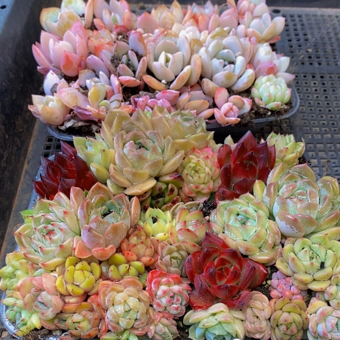 331多肉植物保护研究所所长助理研究员