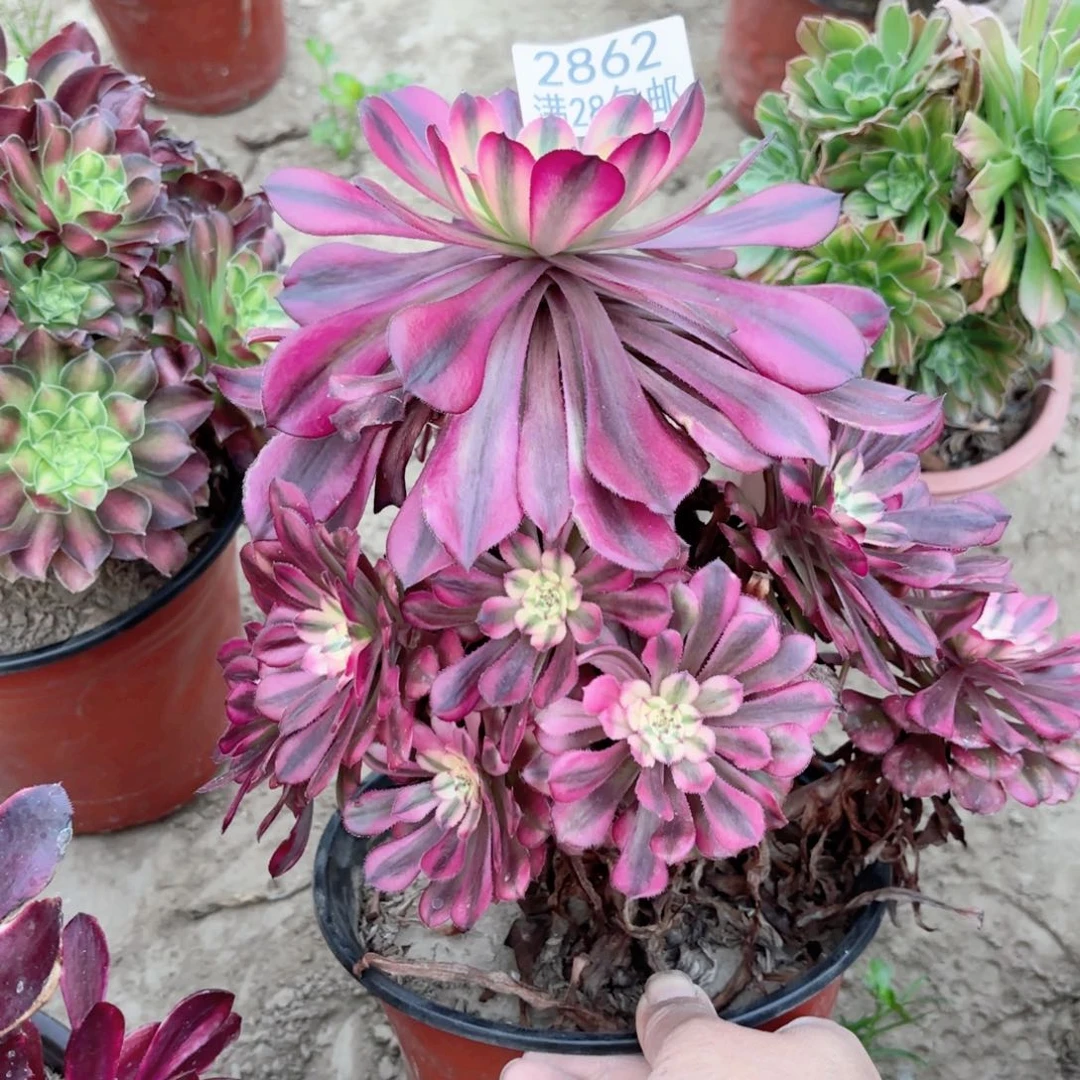 2862-月婵多肉植物法师