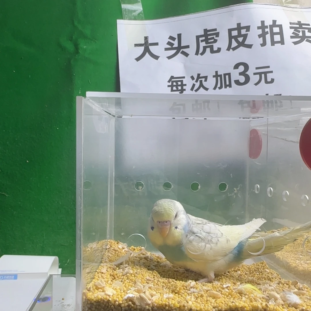 虎皮鹦鹉大头鹦鹉