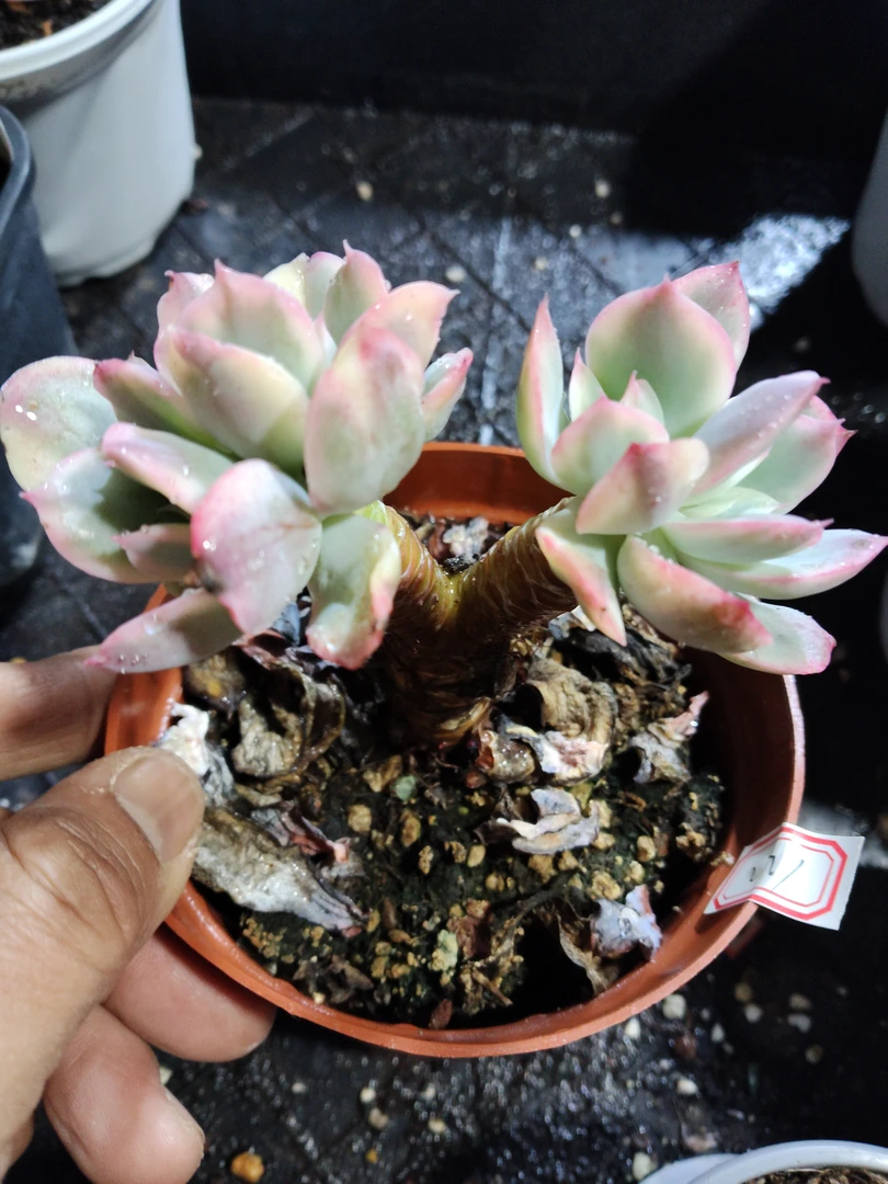 非偏远18包邮  一物一拍  11厘米盆 A271绮罗白覆轮锦