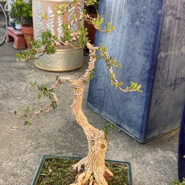 无花朵高端精品罗汉松盆景