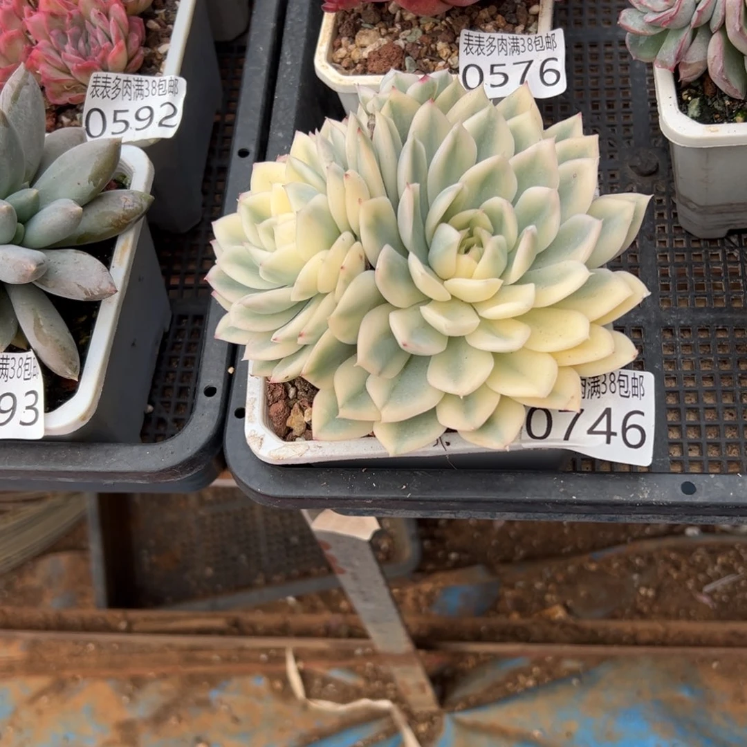 ღ***࿐无花朵多肉一物一拍植物0746