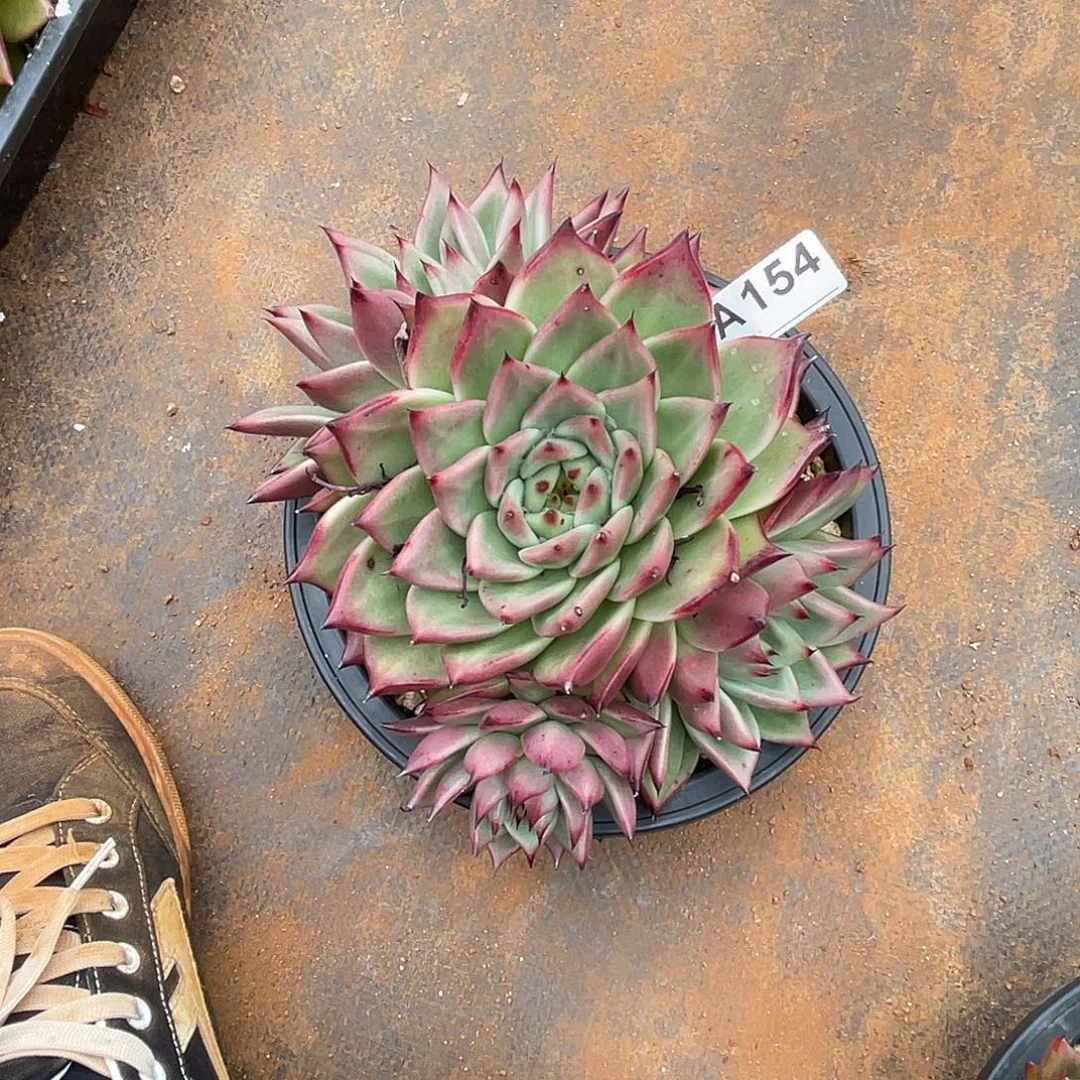 丽***1若如东云筐拍A154