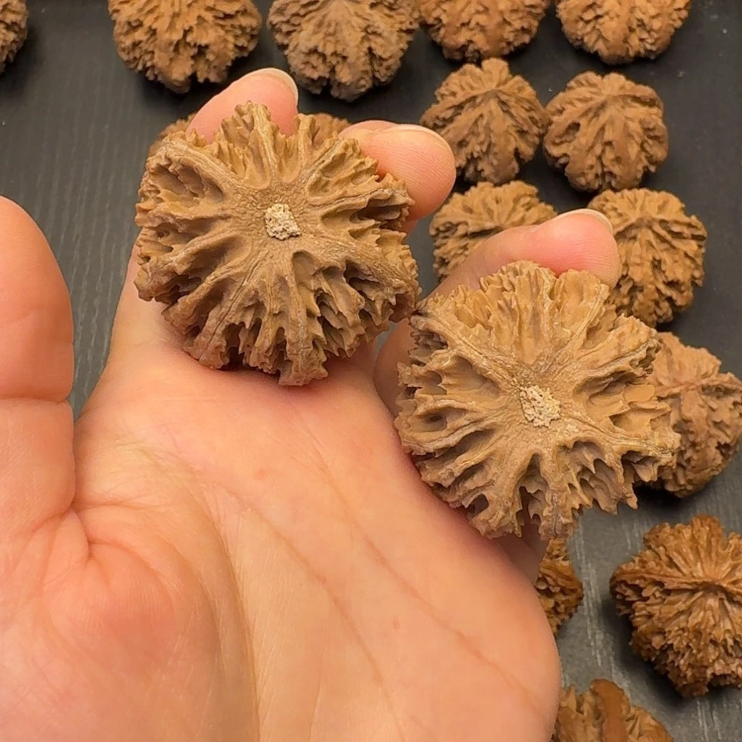 核桃突突突突我来咯啊好