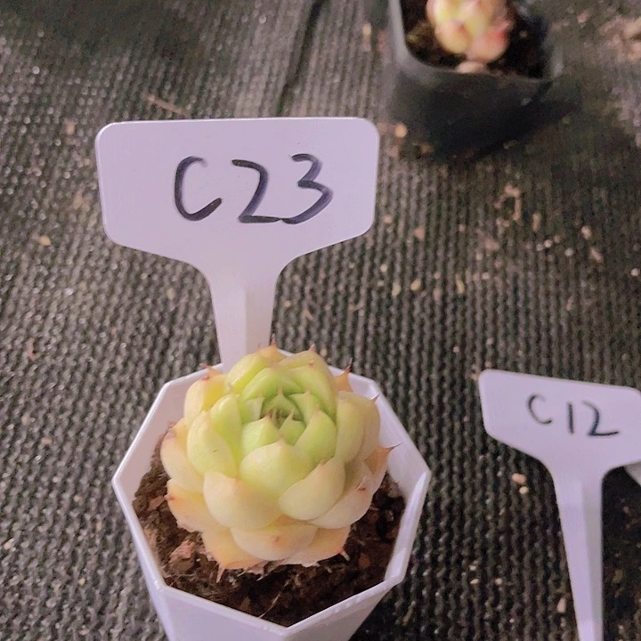 精品C23八角盆多肉植物