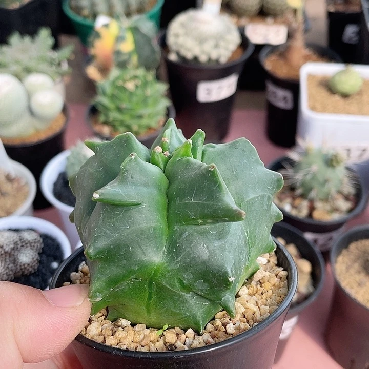 599实生角油龟甲栾凤