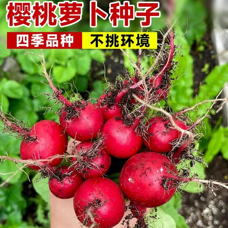 樱桃萝卜种子大全水果春秋樱桃萝卜菜籽高产种孑阳台盆栽蔬菜种籽
