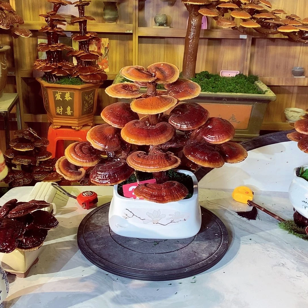 无花朵发财树发财树发财树