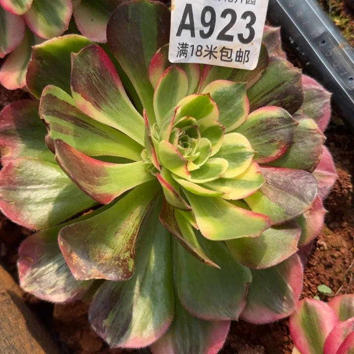 多肉法师伯爵朵朵