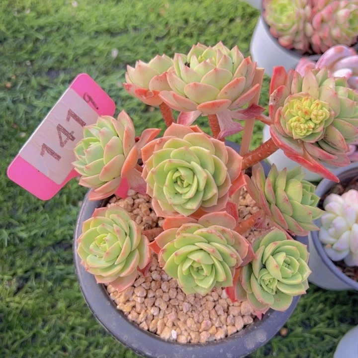 健健康康平平安安