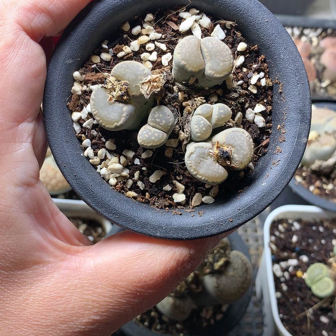 桐*侠E314多肉植物保护研究所