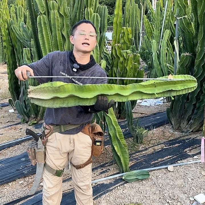 8号1米秘鲁苹果有根