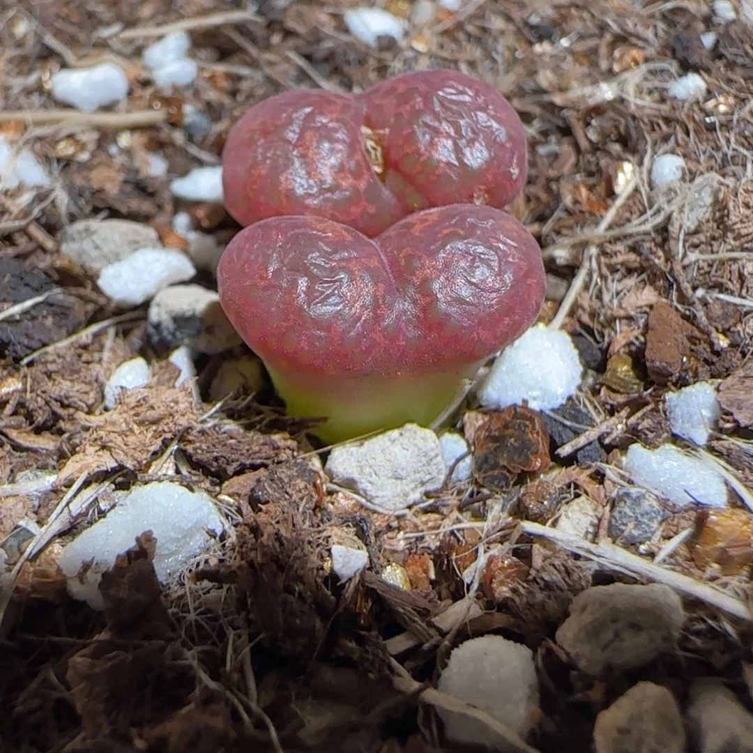 肉锥多肉植物组合-酒红勋章8