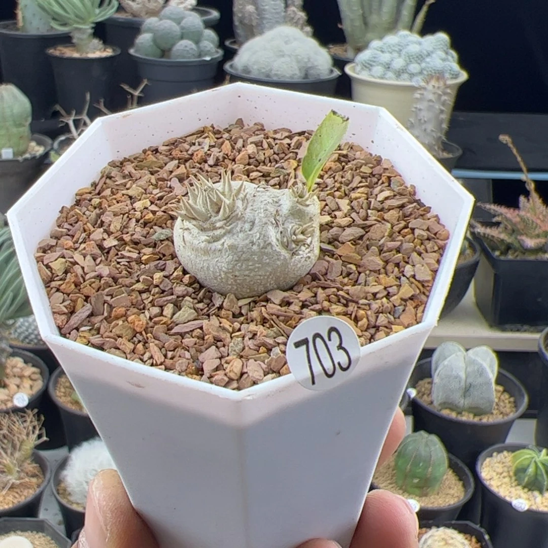 惠比须笑一物一拍703