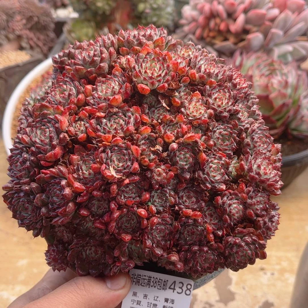 438嗯希诺德华多肉