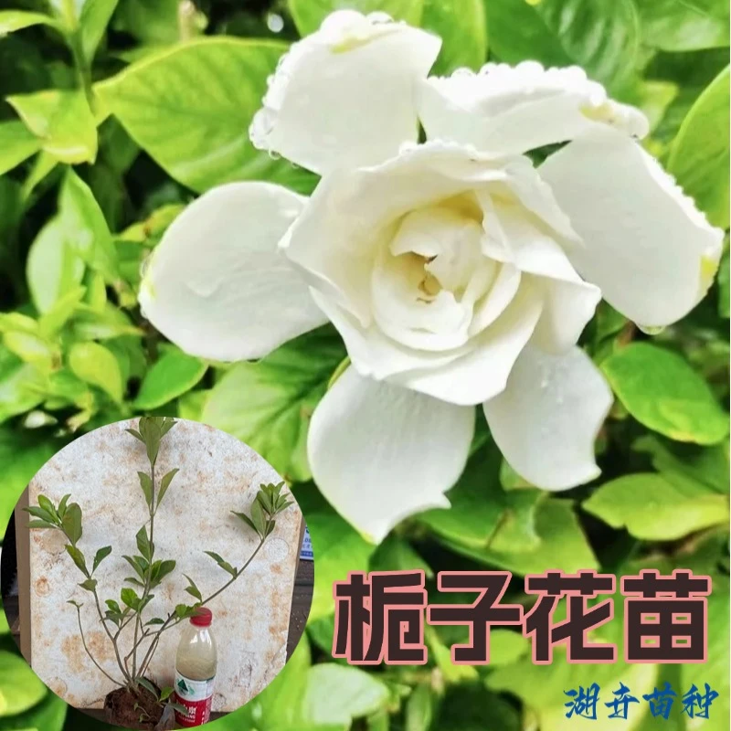 栀子花花苗盆栽花卉老桩原土发货绿植独杆带花苞庭院绿化树苗