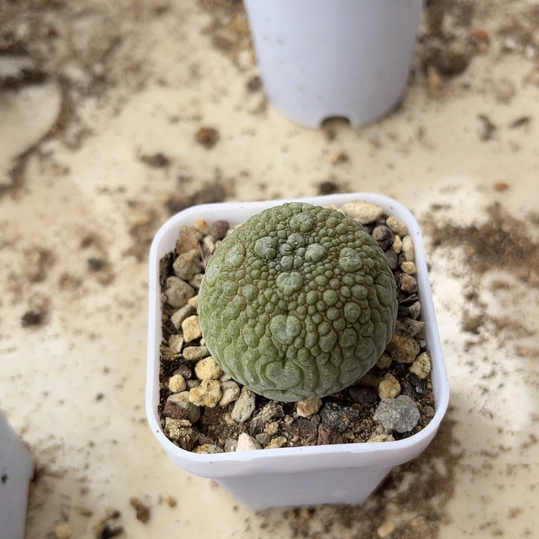 实生凝蹄玉一物一拍下单包邮