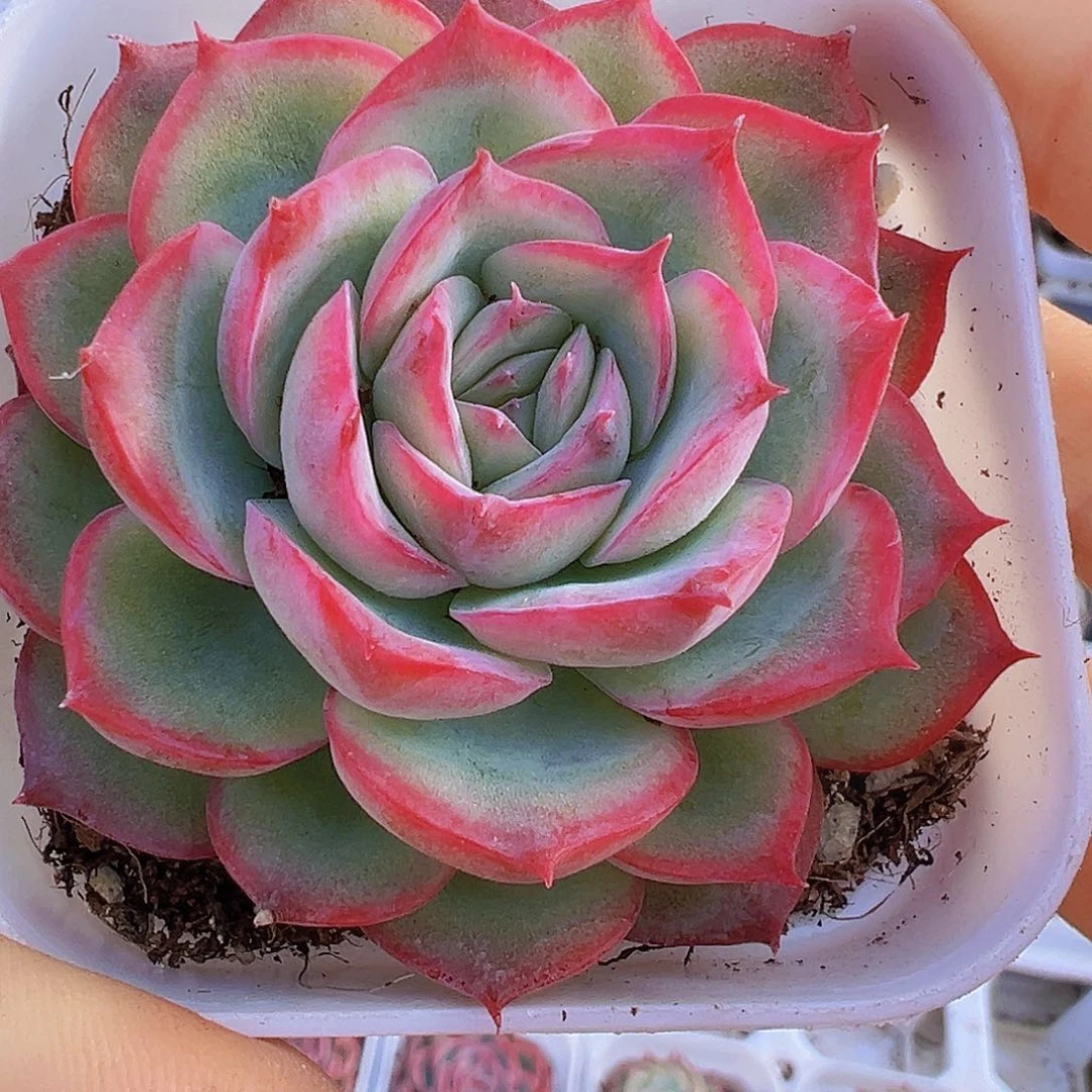 单头精品侧影19包邮多肉