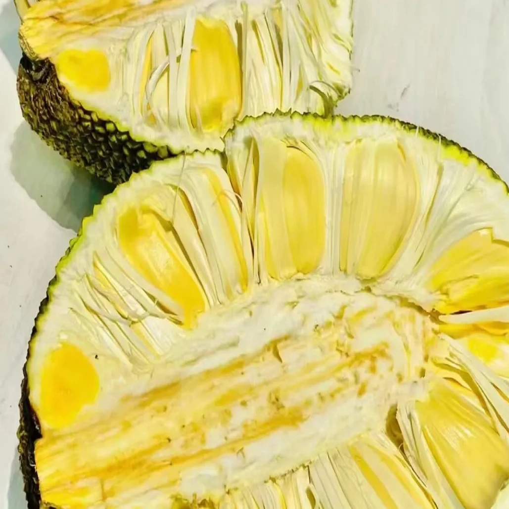 菠萝蜜都是树熟果肉黄，口感甜脆，8-10斤果，