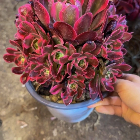 红女郎8.99加急发明天早上