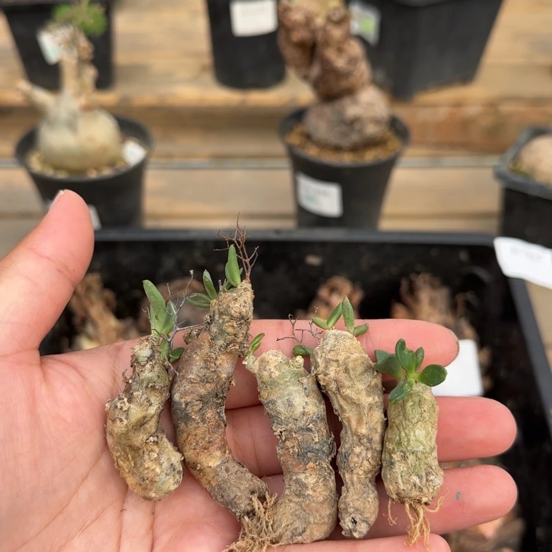 387万物想奇峰锦块根植物