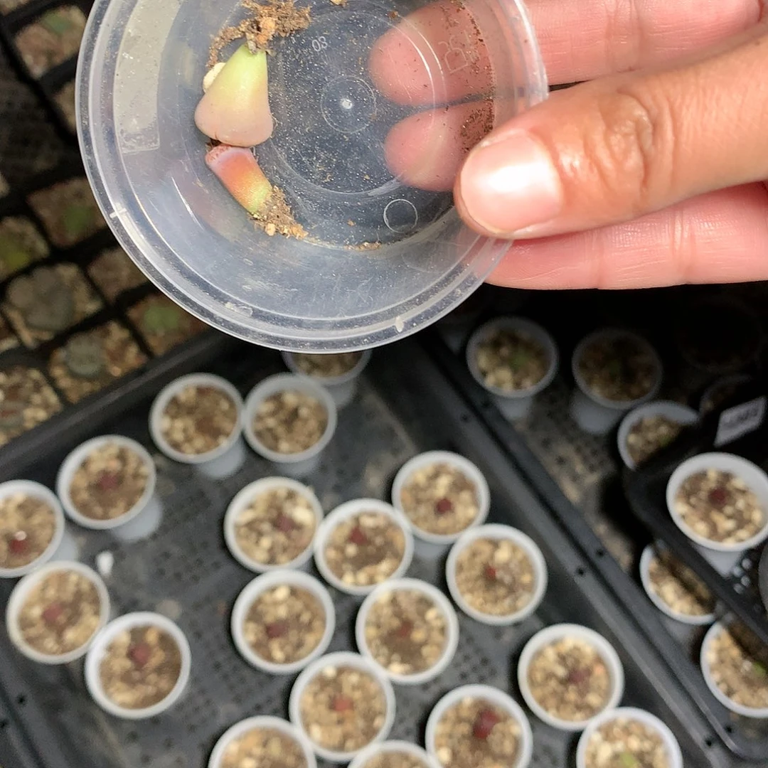 肥*猫H387多肉植物保护研究所