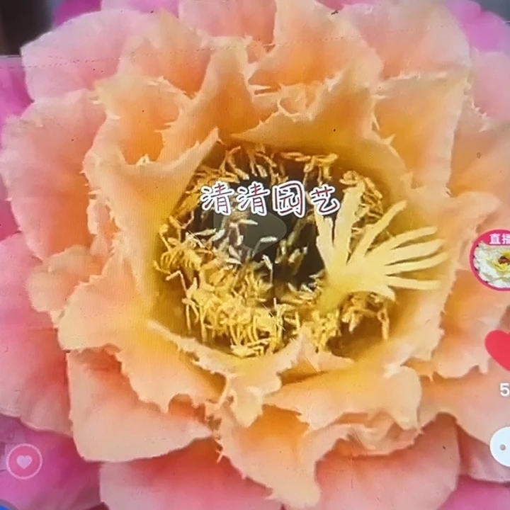 清清704侧牙瑕疵黑点