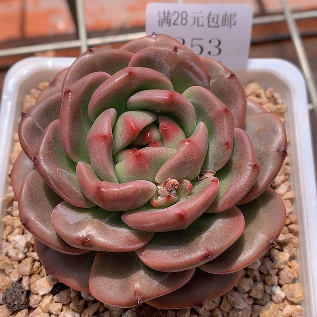 【闪购商品】云253号Q橙9公分