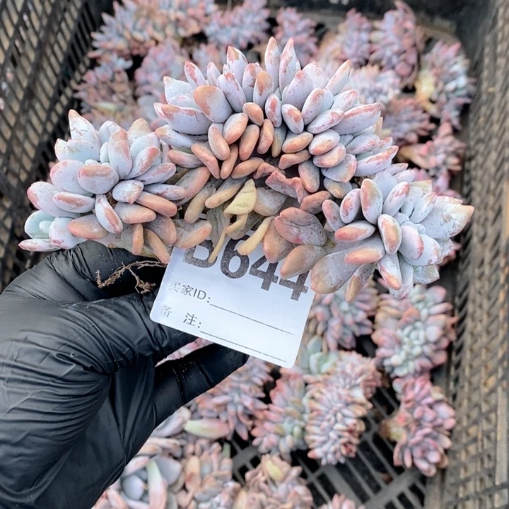 644粉兔缀开播福利