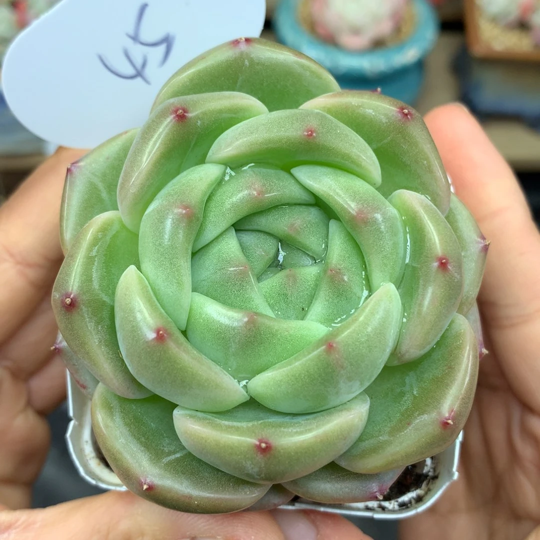 宽叶冬云珍妮单头45