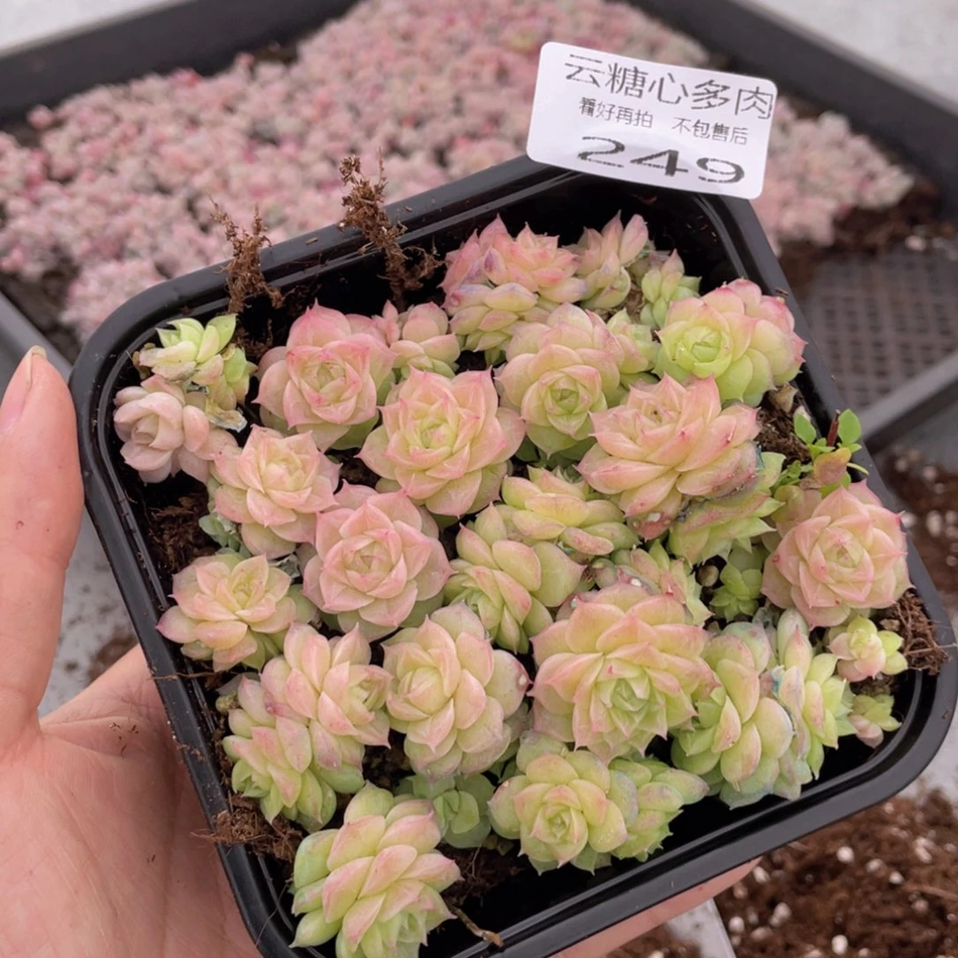 云糖心多肉植物249