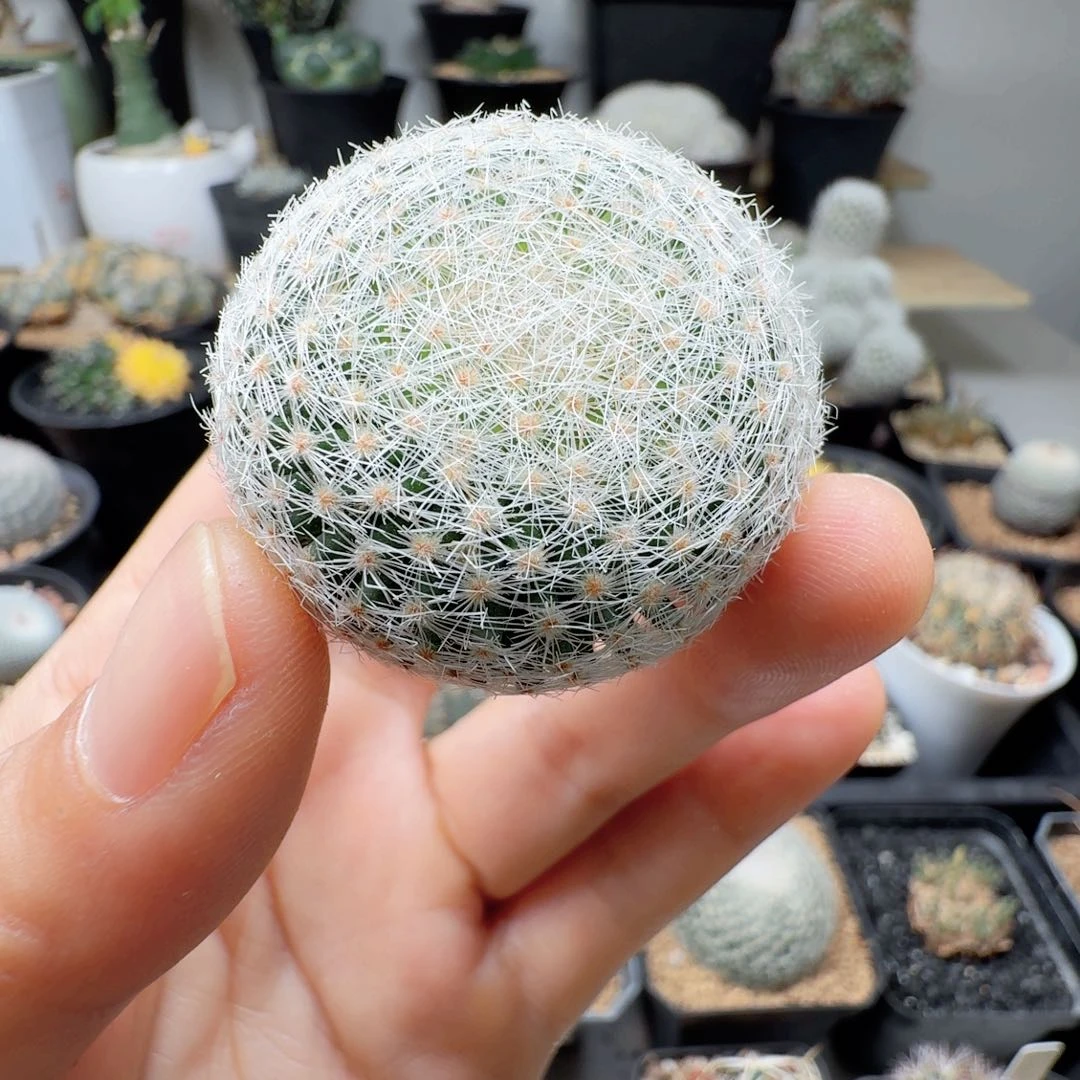 实生白绢丸57晨夕花坊