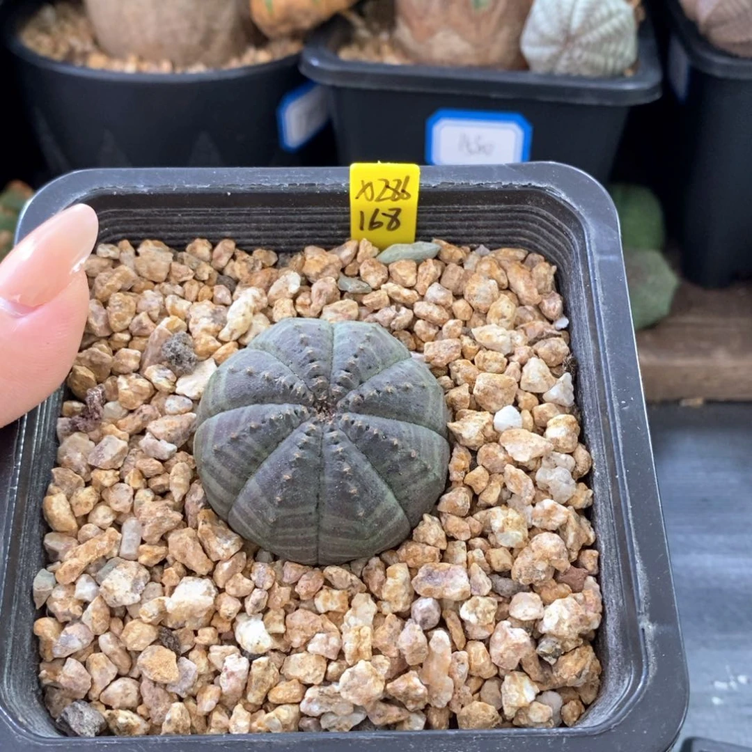 8欧系实生布纹球 一物一拍
