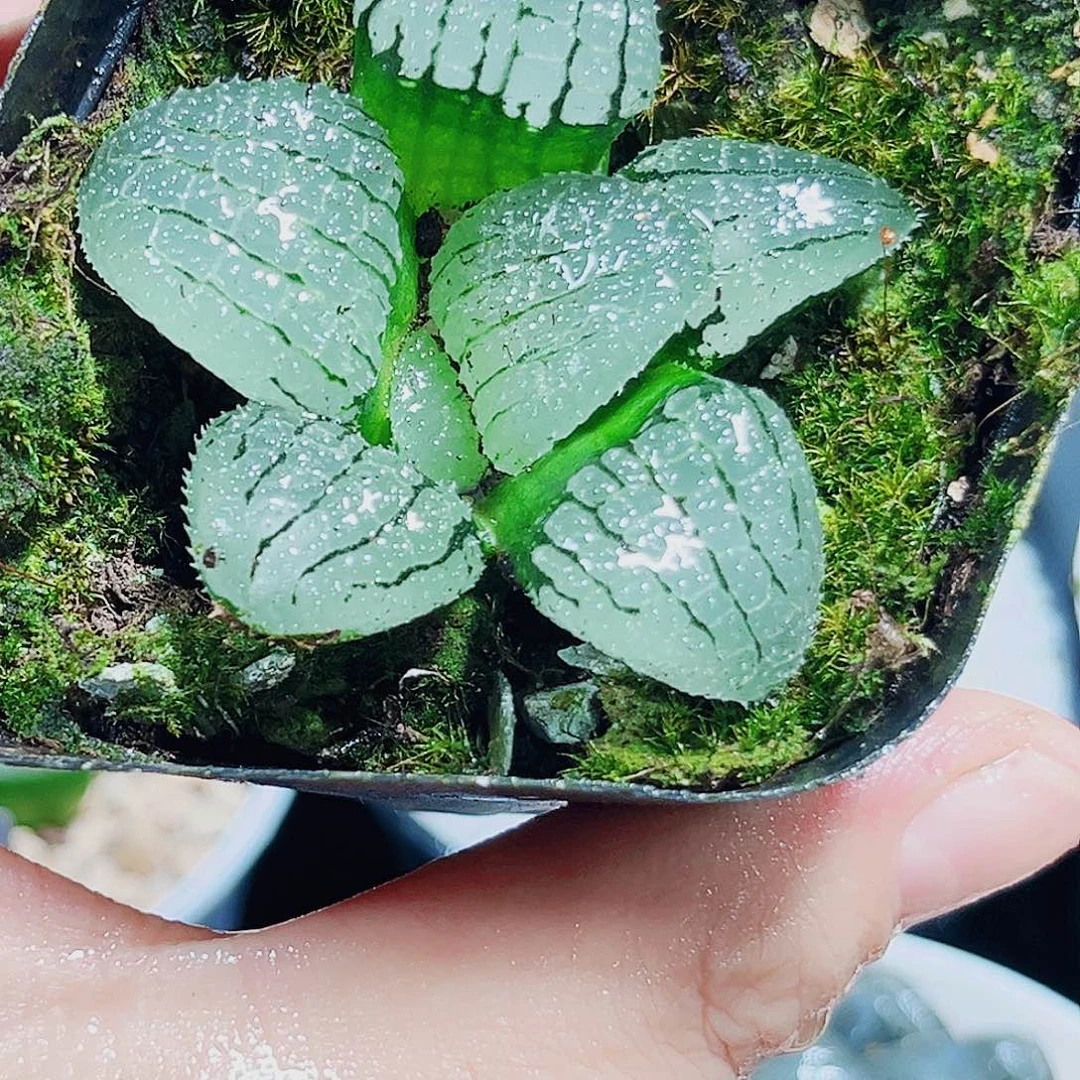 天空之镜多肉植物6666