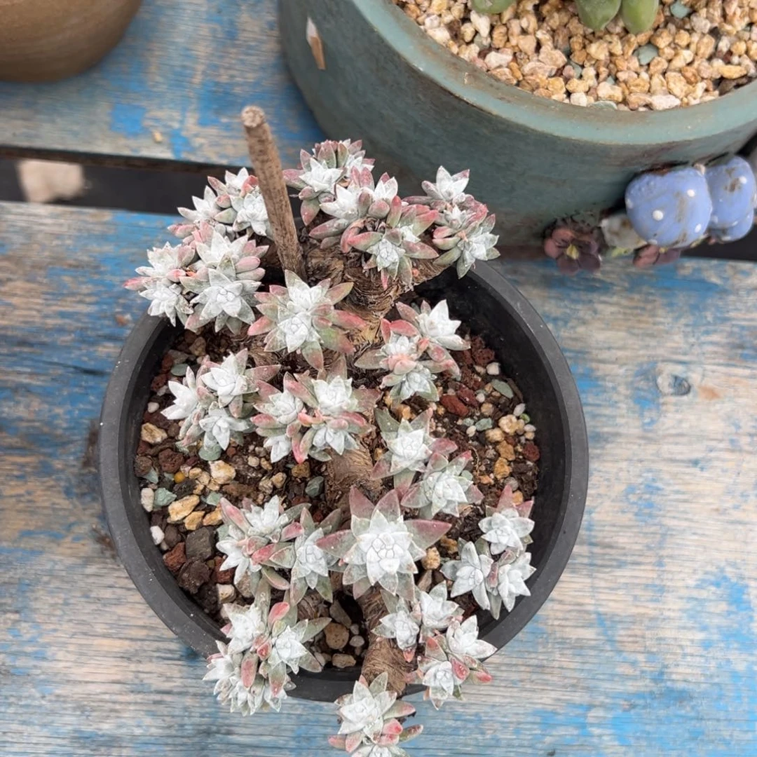 格诺玛白菊～微瑕1865