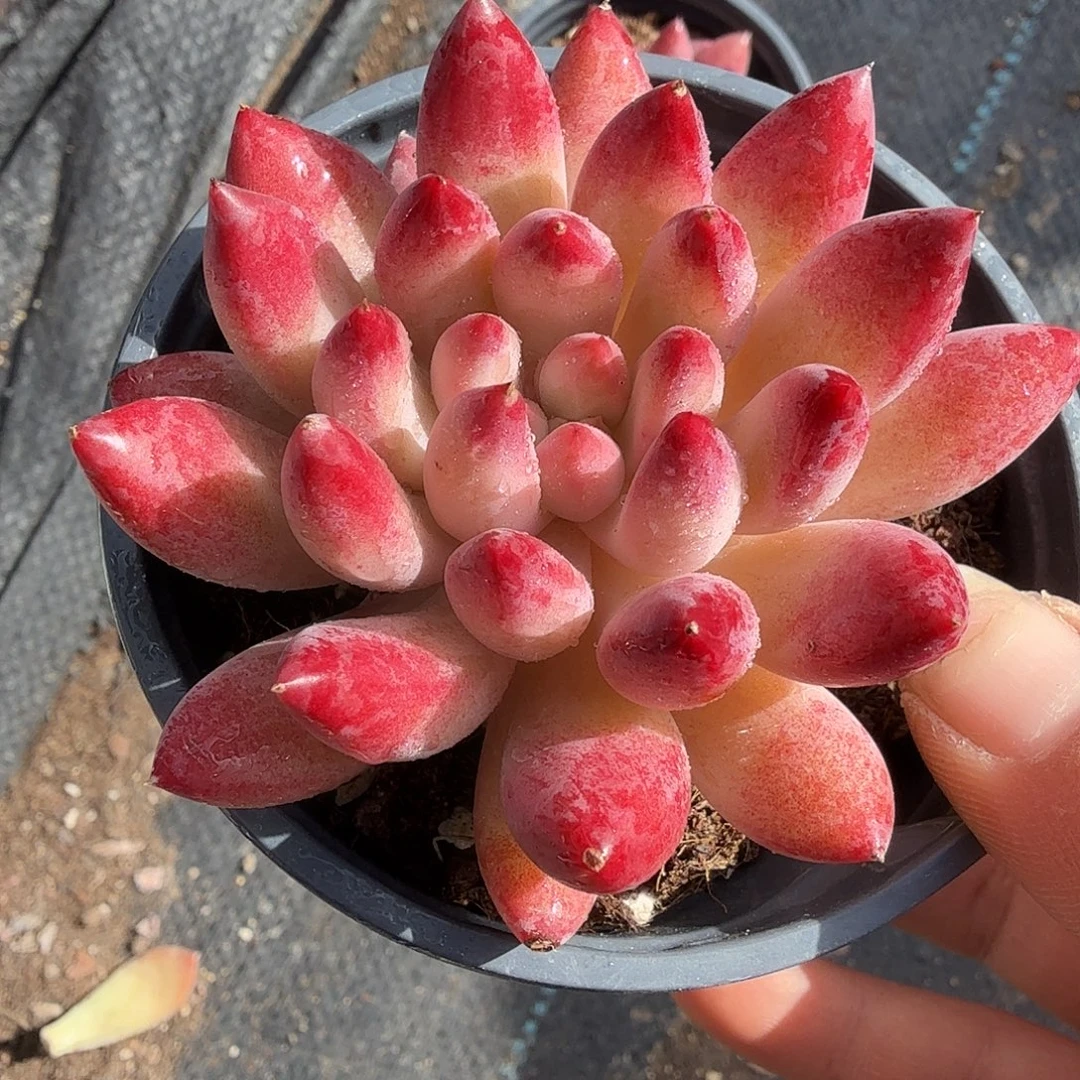 虞美人特价多肉植物