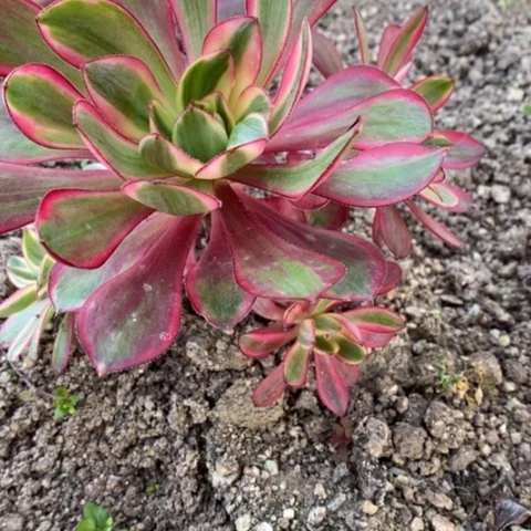 908烈焰满25包邮多肉