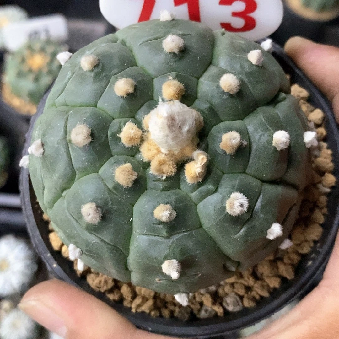 713特价大龟甲特价处理